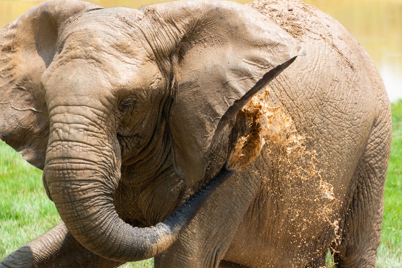 An African elephant at close range on the wildlife frontier
