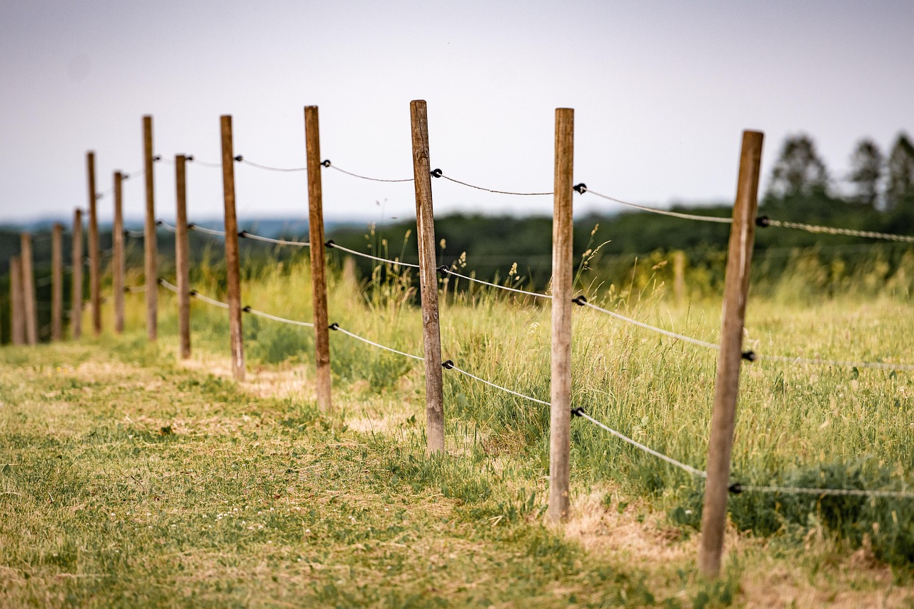 A fence line running along the edge of grazing land